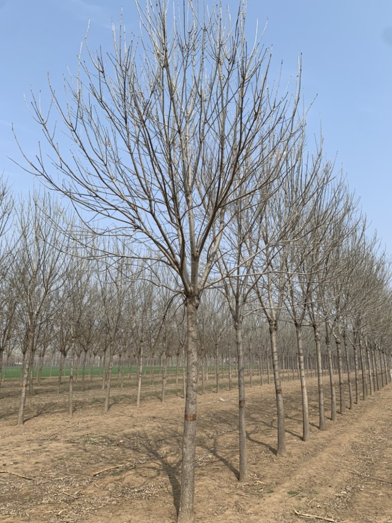 常年大量供应8-15公分精品速生白蜡，价格合适
