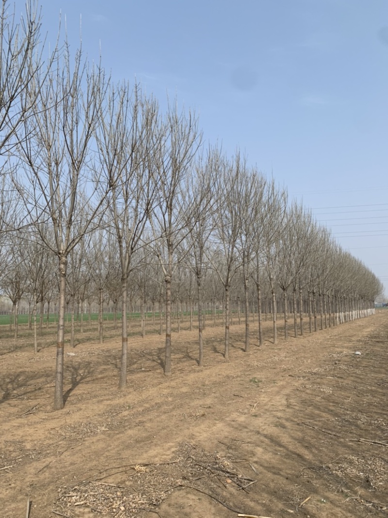 常年大量供应8-15公分精品速生白蜡，价格合适