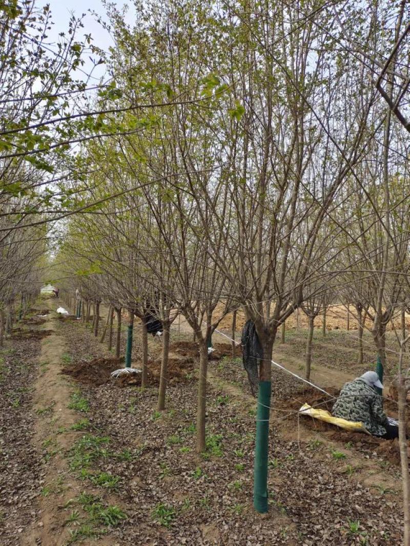 暴马丁香，9公分暴马丁香，8-10公分暴马丁香价格，