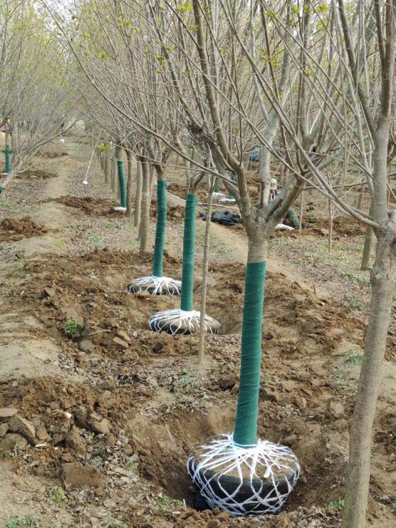 暴马丁香，9公分暴马丁香，8-10公分暴马丁香价格，