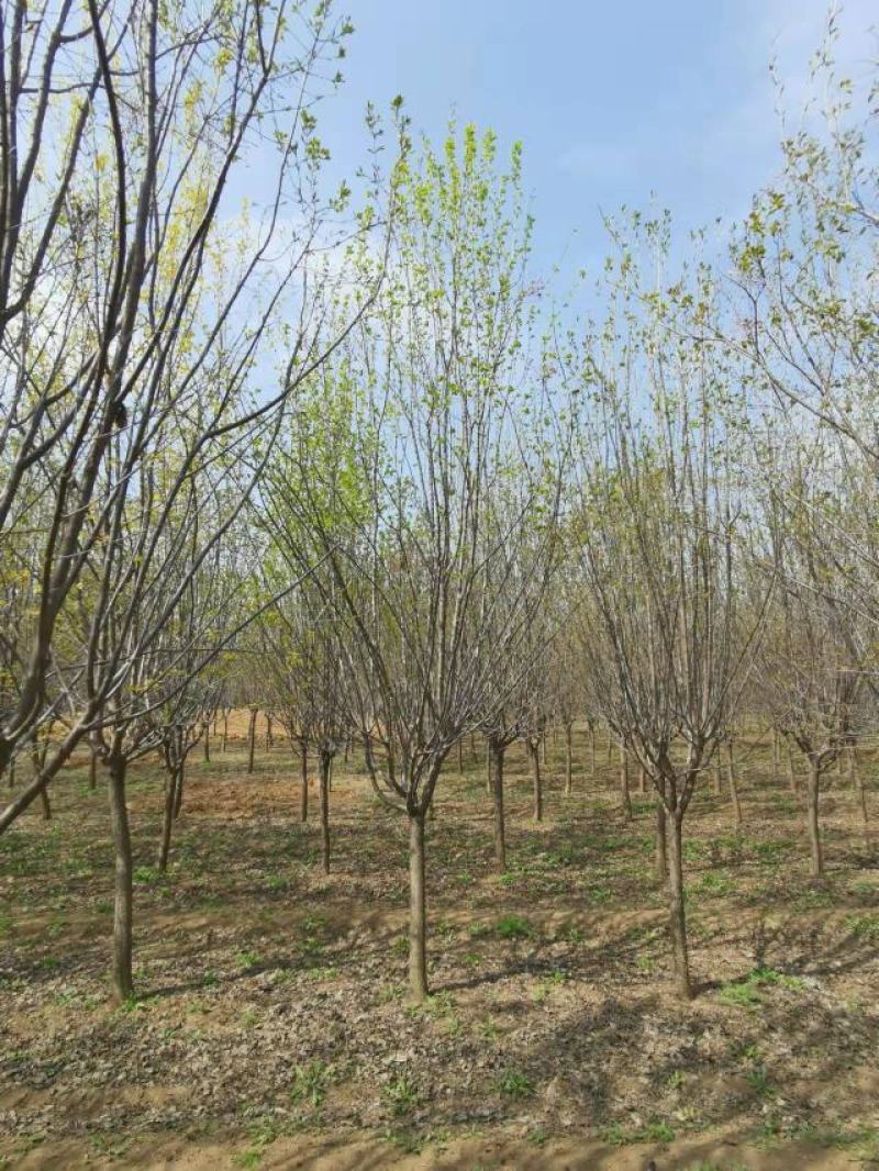 暴马丁香，9公分暴马丁香，8-10公分暴马丁香价格，