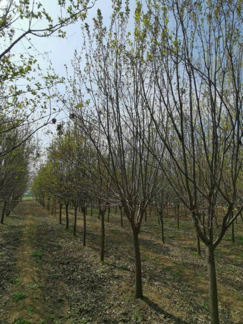 暴马丁香，9公分暴马丁香，8-10公分暴马丁香价格，