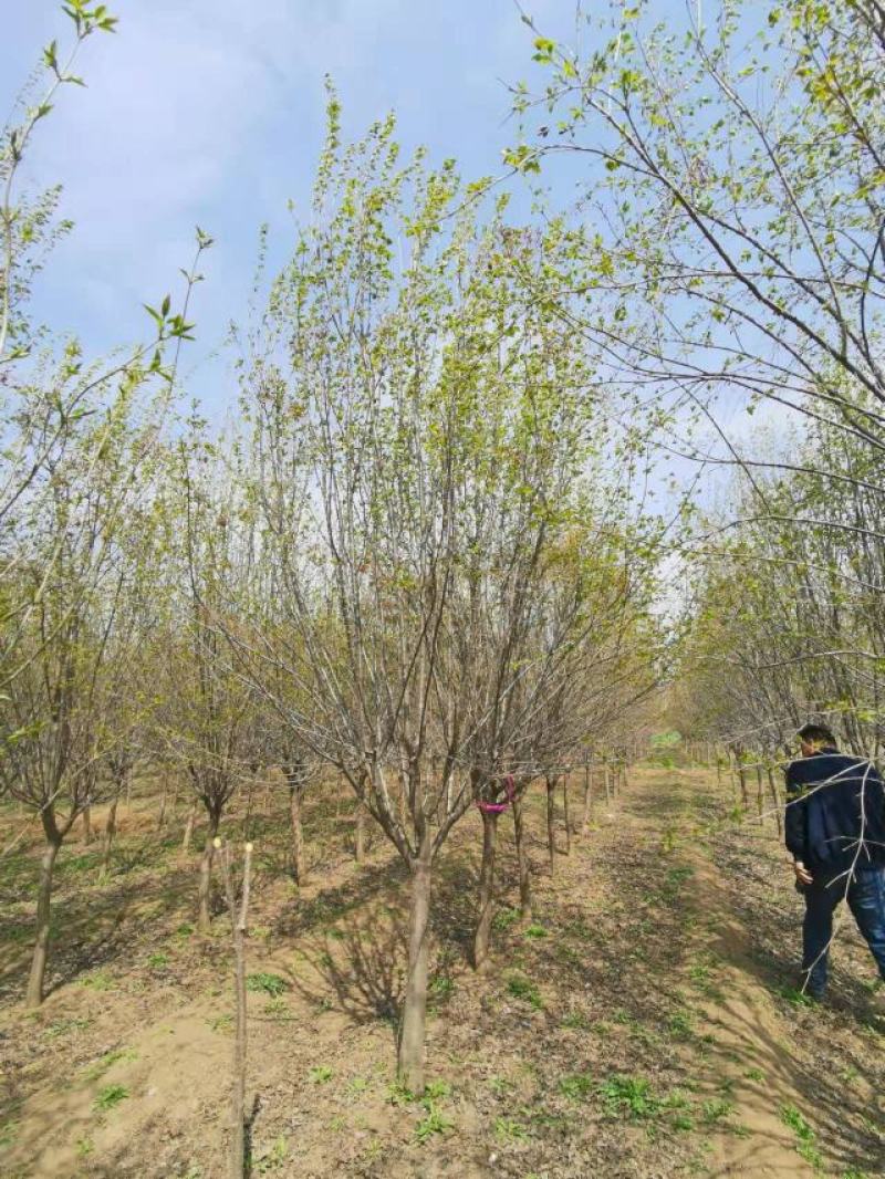 暴马丁香，9公分暴马丁香，8-10公分暴马丁香价格，
