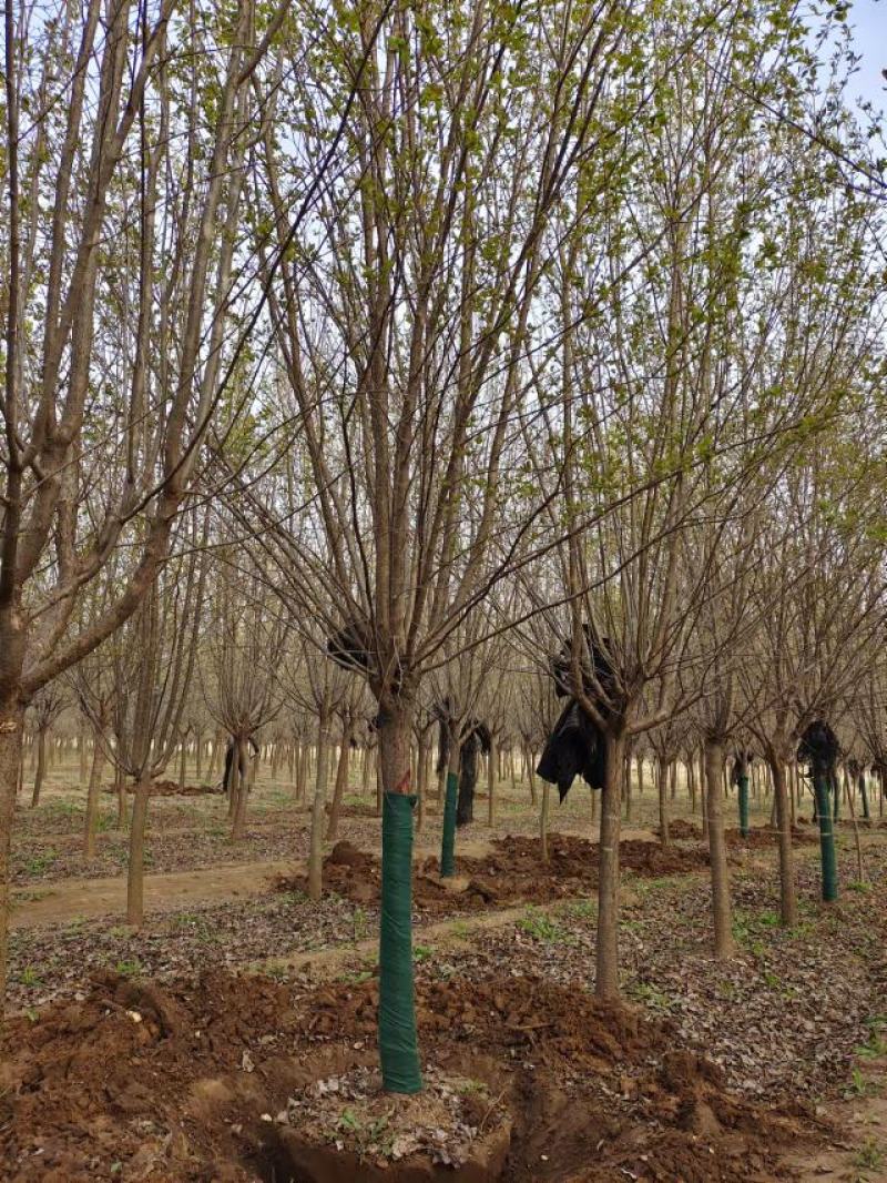 暴马丁香，9公分暴马丁香，8-10公分暴马丁香价格，