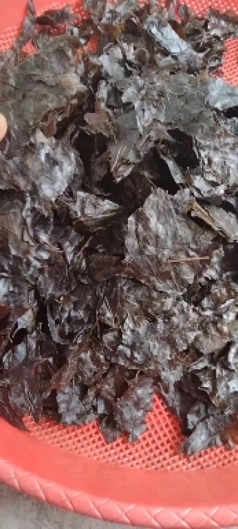 苦丁茶老叶