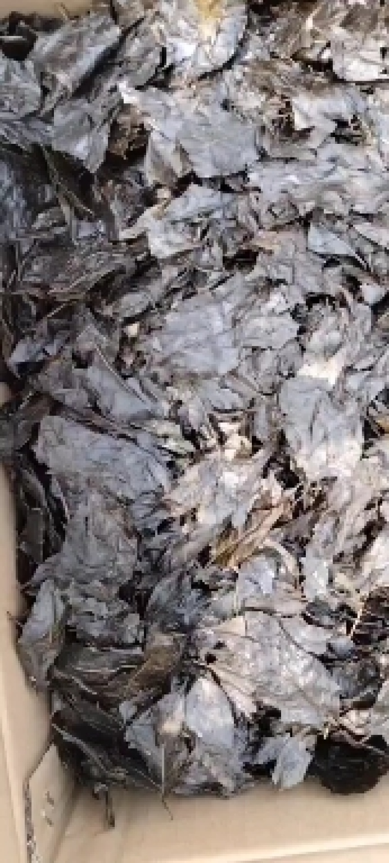 苦丁茶老叶