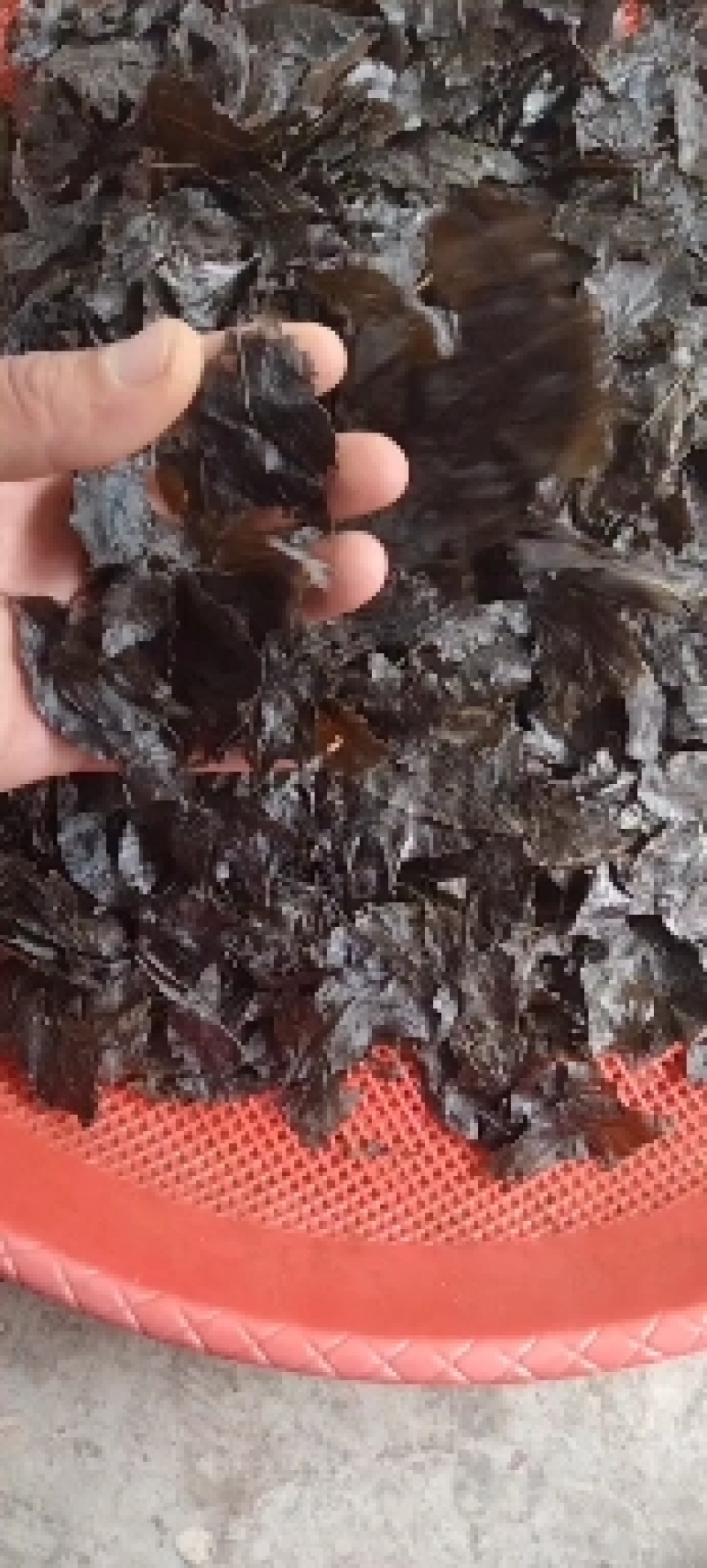 苦丁茶老叶