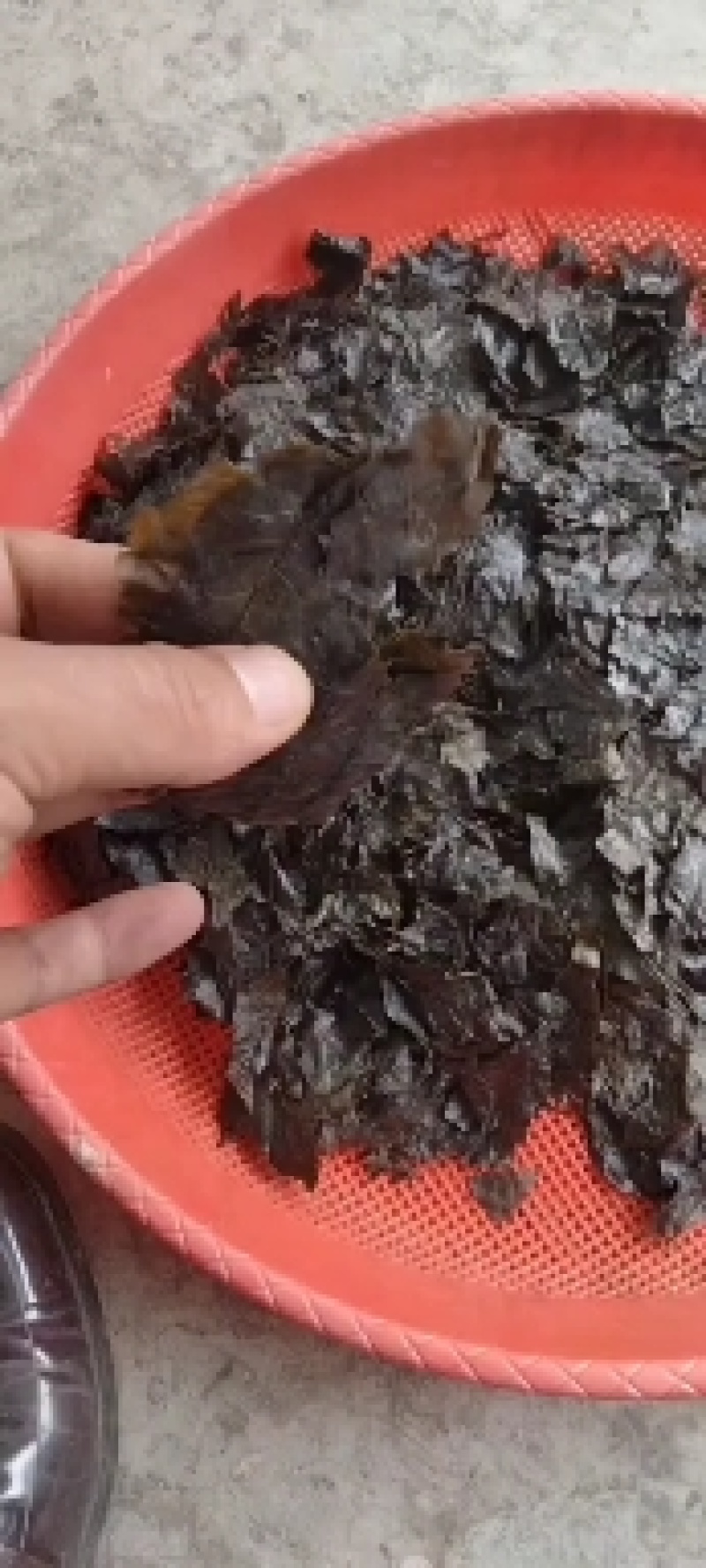 苦丁茶老叶