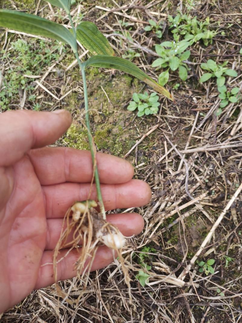 黄精，岗梅，石菖蒲等苗销售