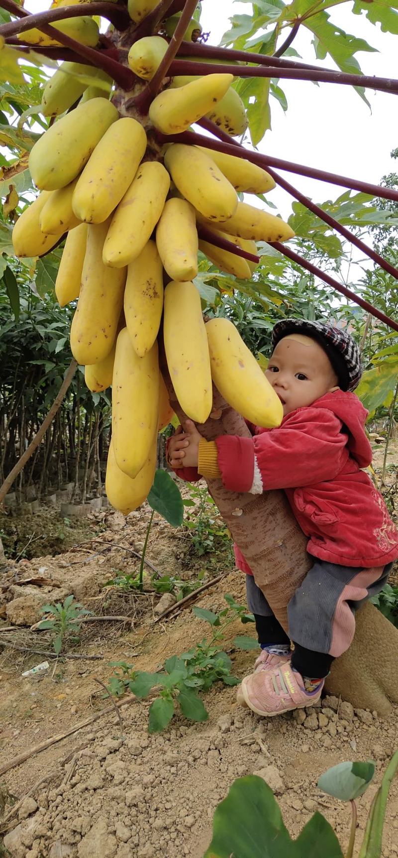 黄金水果木瓜红心水果木瓜种植6个月结果当年种植当年结