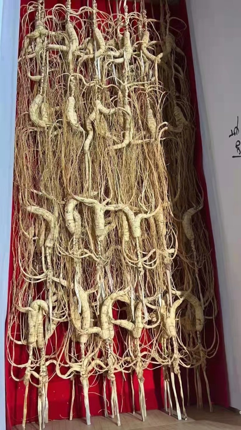 长白山干林下山参，林下参籽货，15～30年参龄，批发销售