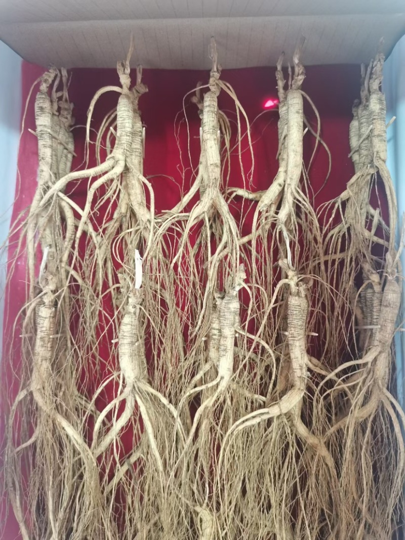 长白山干林下山参，林下参籽货，15～30年参龄，批发销售