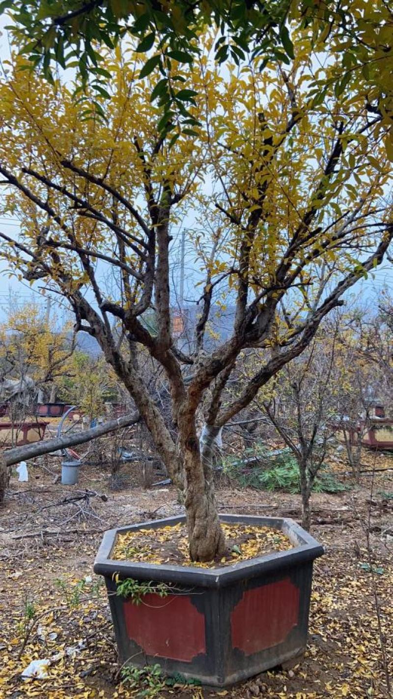 石榴苗地经3-4公分，花石榴基地直销，