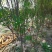 石榴苗地经3-4公分，花石榴基地直销，