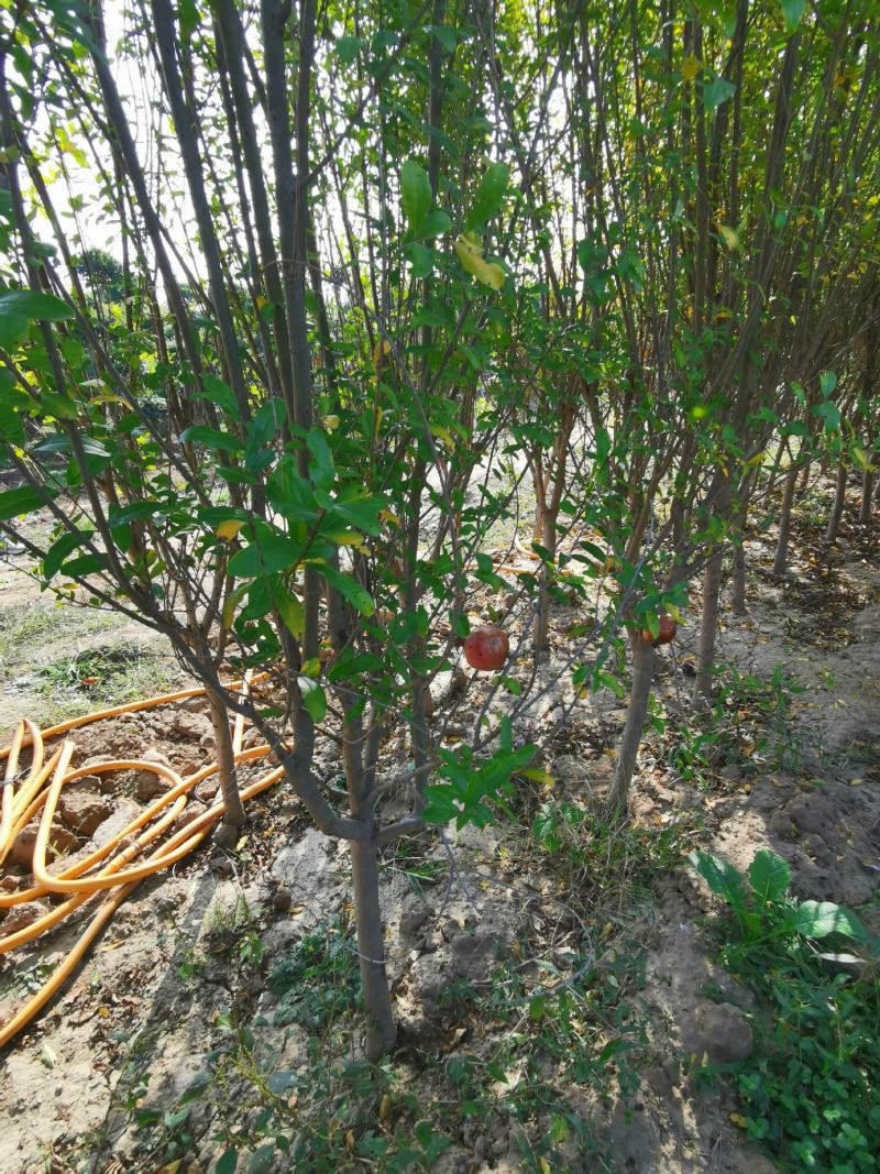 石榴苗地经3-4公分，花石榴基地直销，