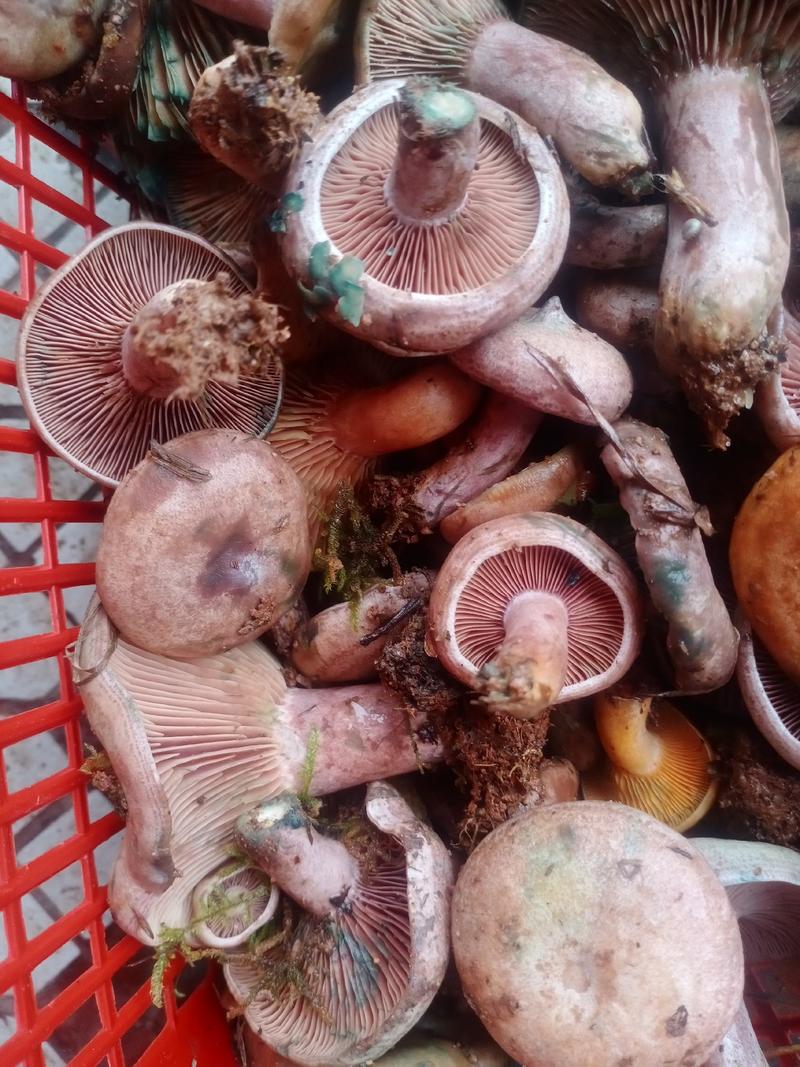 野生血脉菇，纯野外自然生长，味鲜甜，是不可多得的大自然馈