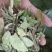 扶芳藤，产地直销，量大从优，野生药材