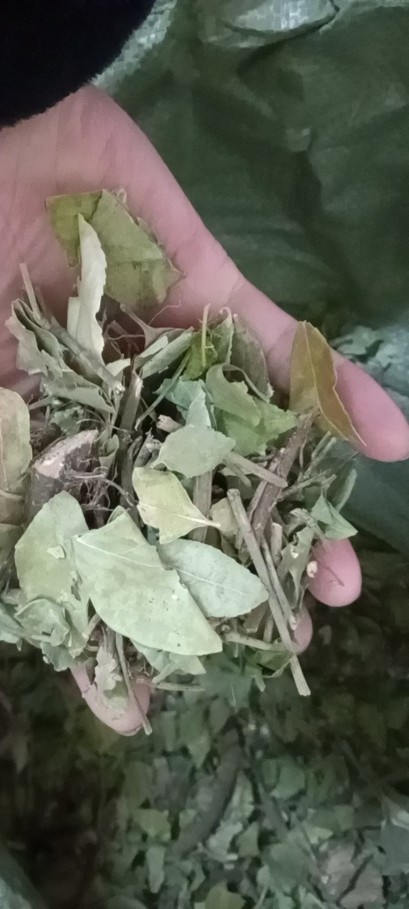 扶芳藤，产地直销，量大从优，野生药材