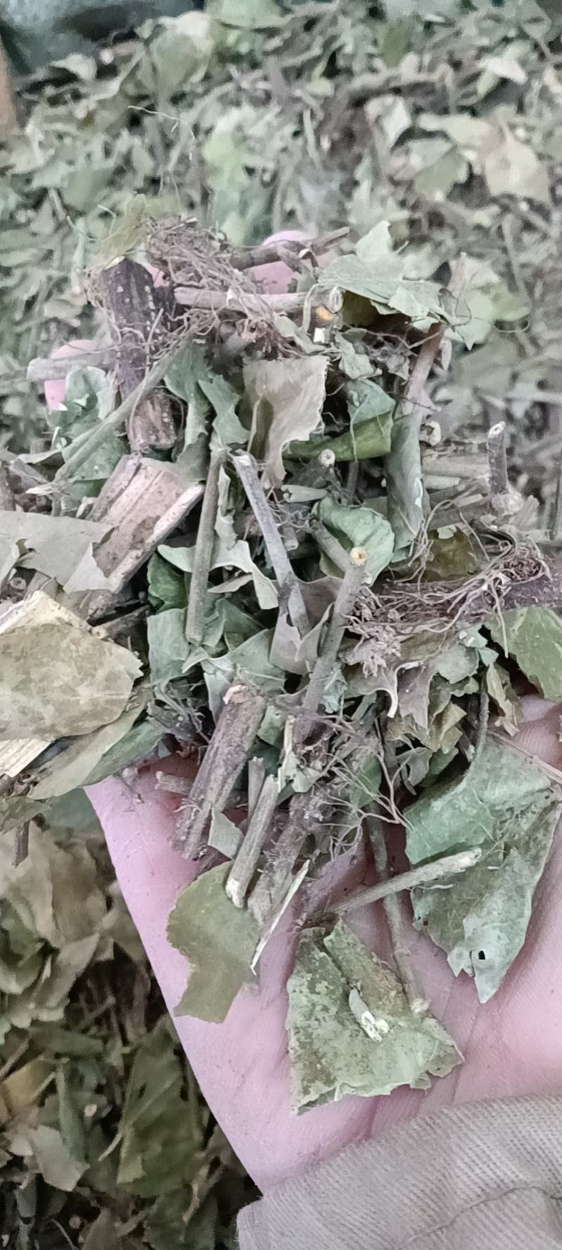 扶芳藤，产地直销，量大从优，野生药材