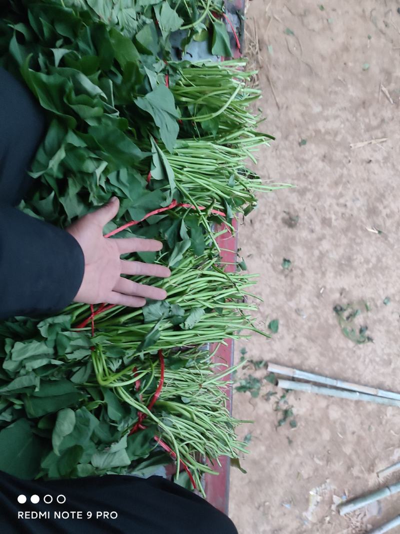 红薯苗-西瓜红红薯苗地瓜苗长期供货成活率高提供技术指导