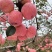 冷库苹果大量出库中。