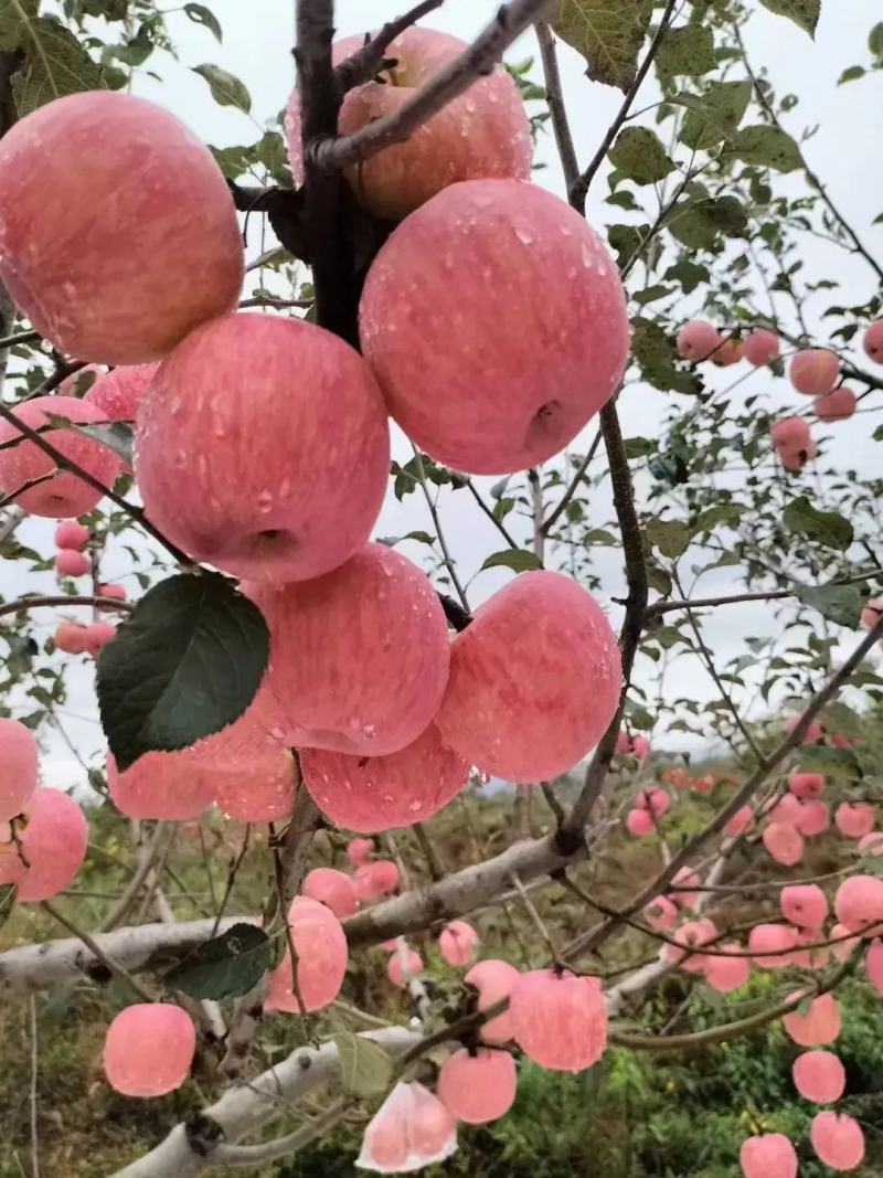 冷库苹果大量出库中。