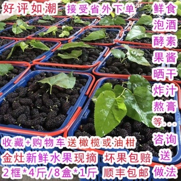 金灶桑葚新鲜现摘现发当季水果泡酒加工等广东省内顺丰包邮
