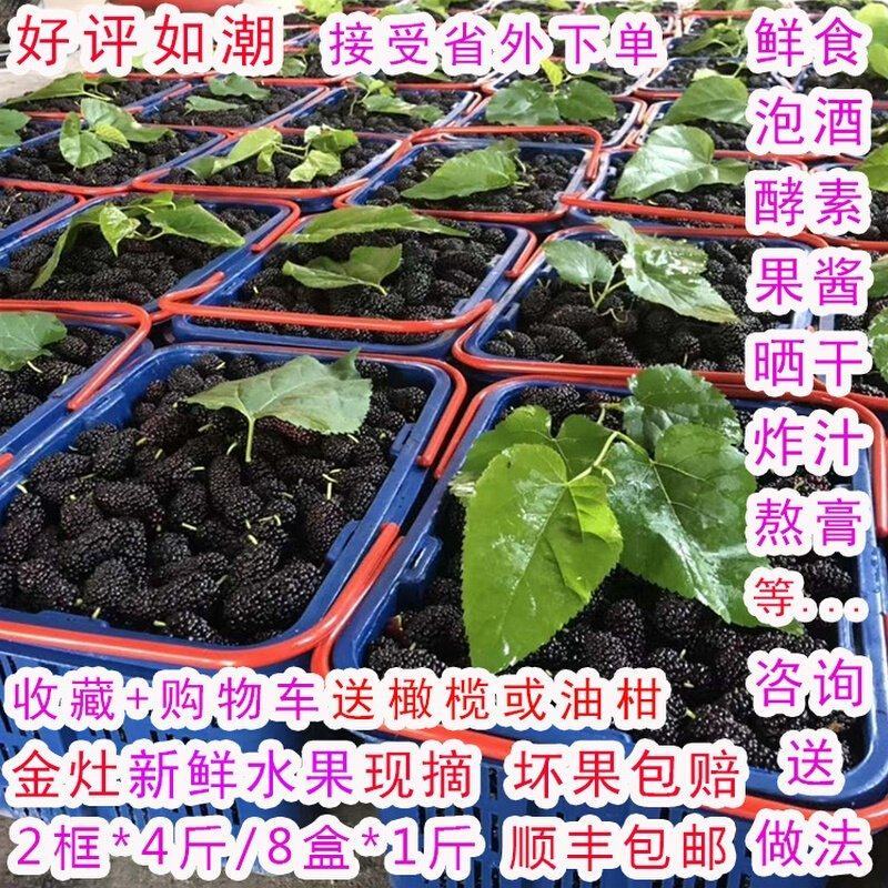金灶桑葚新鲜现摘现发当季水果泡酒加工等广东省内顺丰包邮