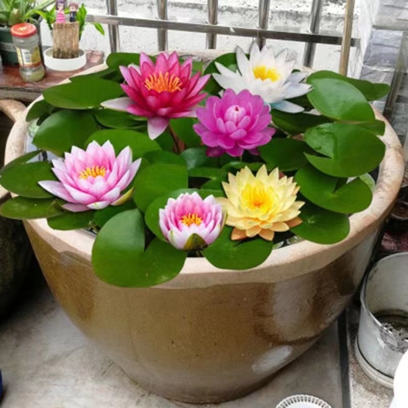 池塘大型观赏荷花苗种藕苗莲藕种苗盆栽荷花种根食用莲藕苗莲