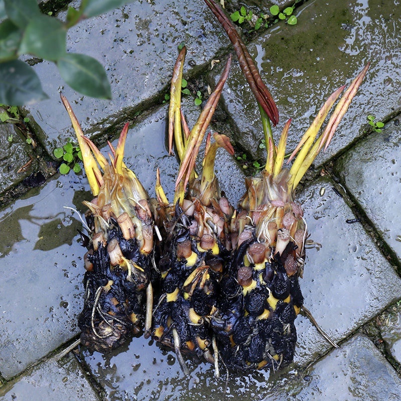 池塘大型观赏荷花苗种藕苗莲藕种苗盆栽荷花种根食用莲藕苗莲