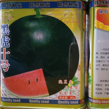 黑虎十号有籽西瓜种耐董茬20公斤抗桔萎病850种