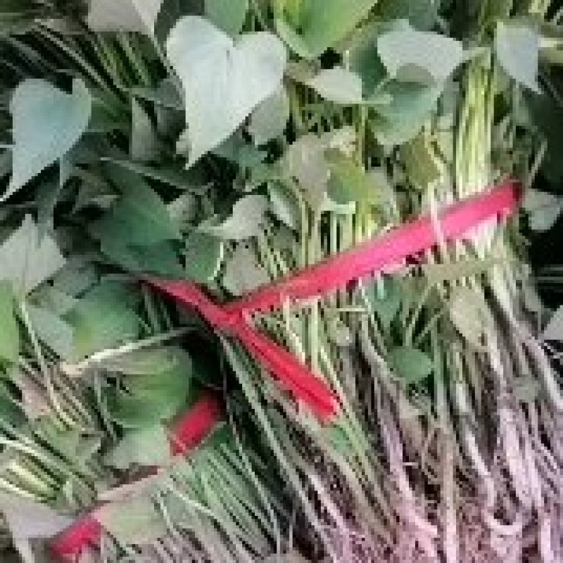 河南省许昌禹州红薯苗脱毒红薯苗商薯苗自家基地价格便宜