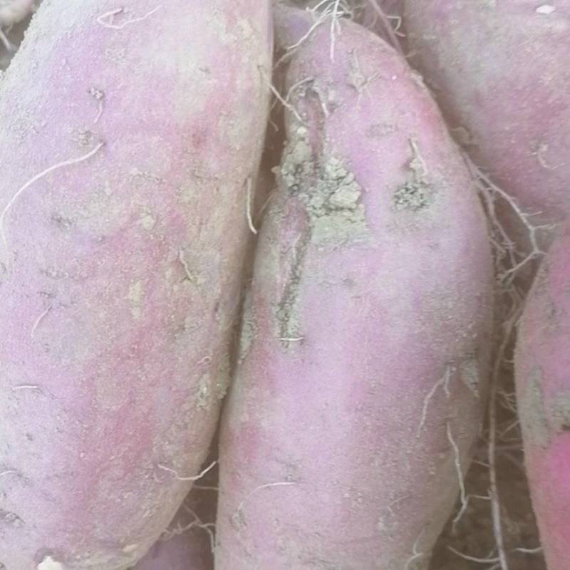 河南省许昌禹州红薯苗脱毒红薯苗商薯苗自家基地价格便宜