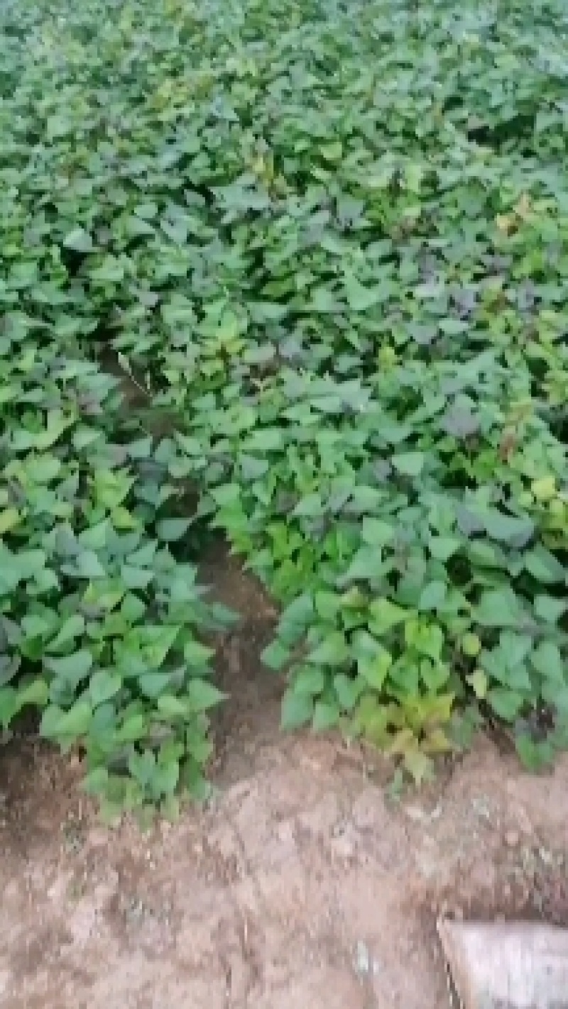河南省许昌禹州红薯苗脱毒红薯苗商薯苗自家基地价格便宜