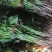 河南省许昌禹州红薯苗脱毒红薯苗商薯苗自家基地价格便宜