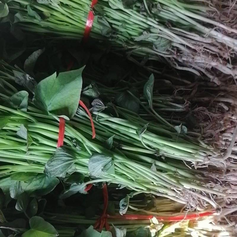 河南省许昌禹州红薯苗脱毒红薯苗商薯苗自家基地价格便宜