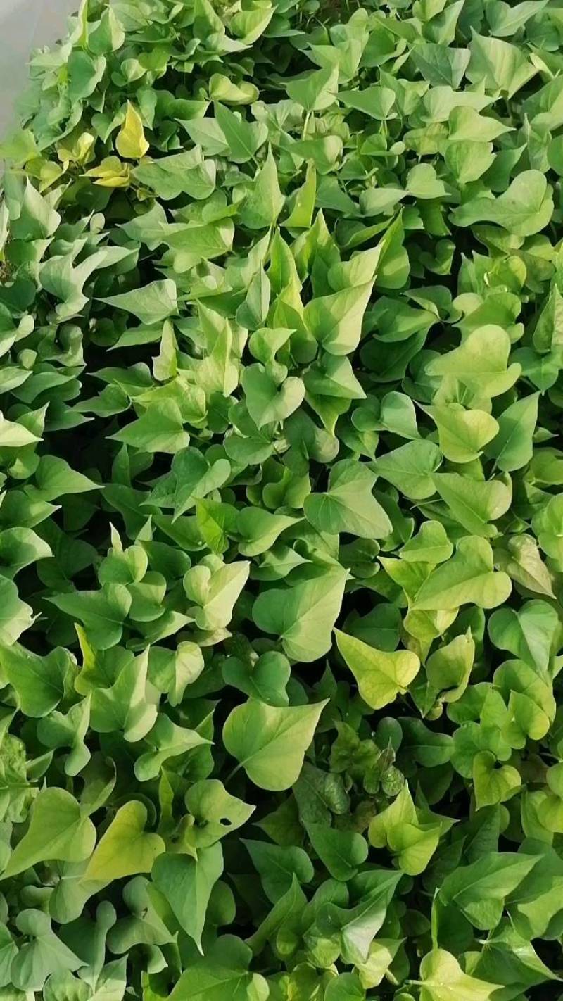 河南省许昌禹州红薯苗脱毒红薯苗商薯苗自家基地价格便宜