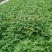 河南省许昌禹州红薯苗脱毒红薯苗商薯苗自家基地价格便宜