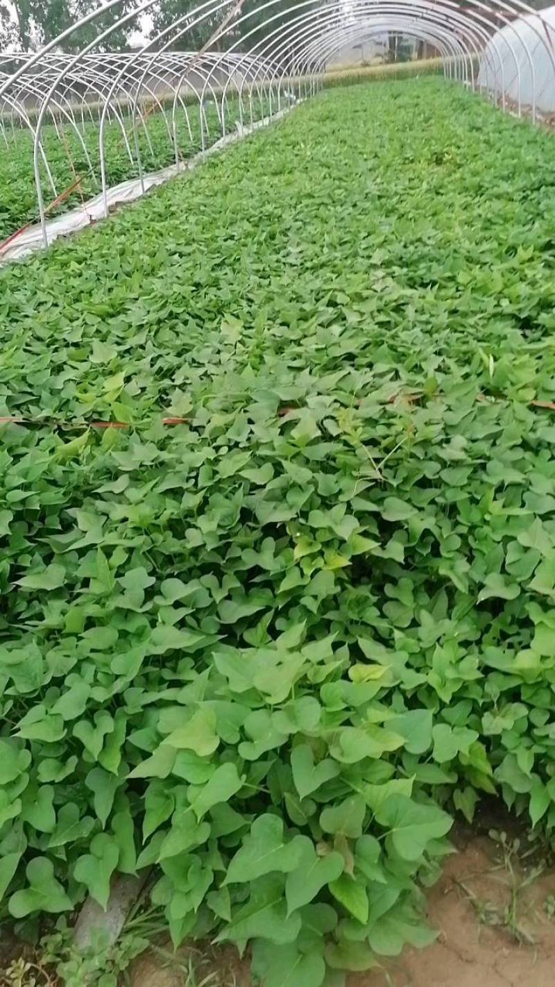 河南省许昌禹州红薯苗脱毒红薯苗商薯苗自家基地价格便宜