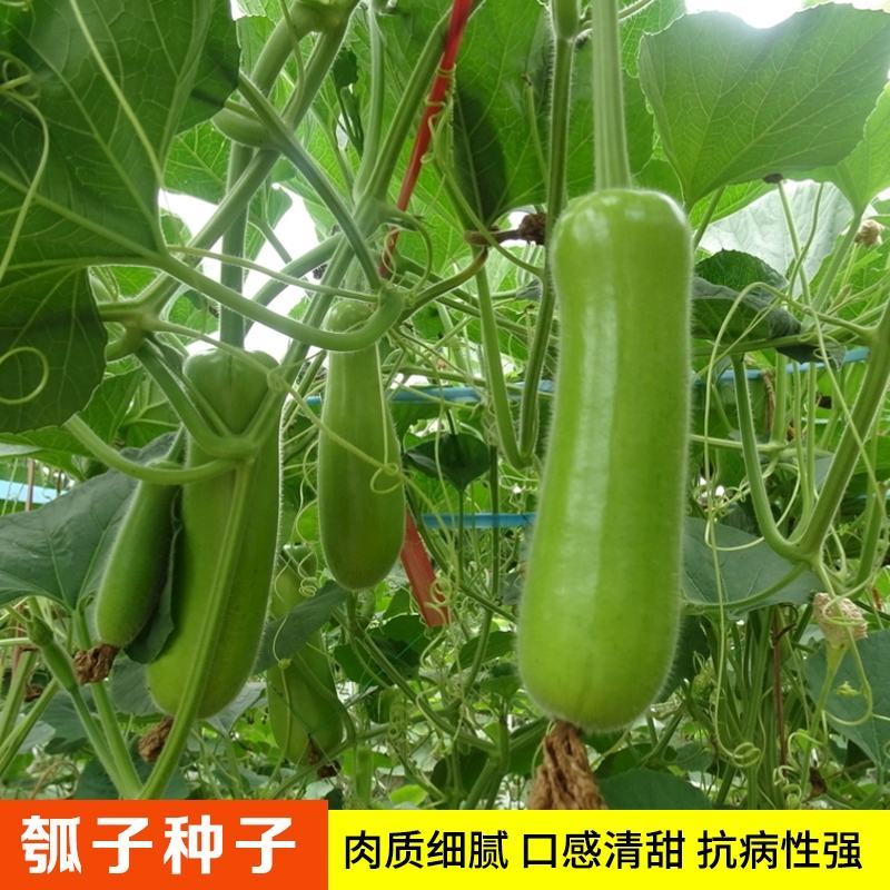 好特美瓠三号瓠瓜种子早熟高产抗病亮绿型杂交短棒瓠子瓜大田