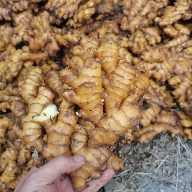 湖南高山姜的品种以小黄姜为主，是小黄姜品种中的佼佼者。