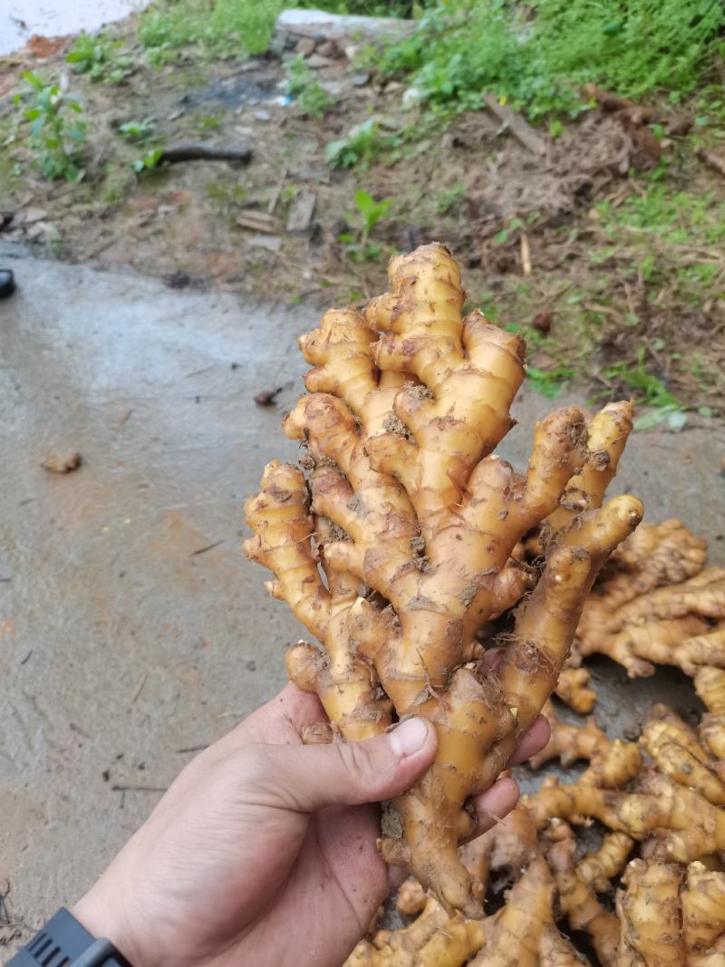 湖南高山姜的品种以小黄姜为主，是小黄姜品种中的佼佼者。