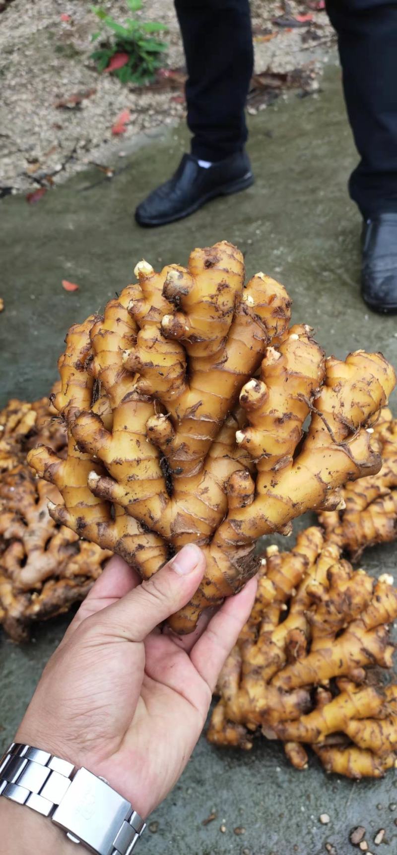 湖南高山姜的品种以小黄姜为主，是小黄姜品种中的佼佼者。