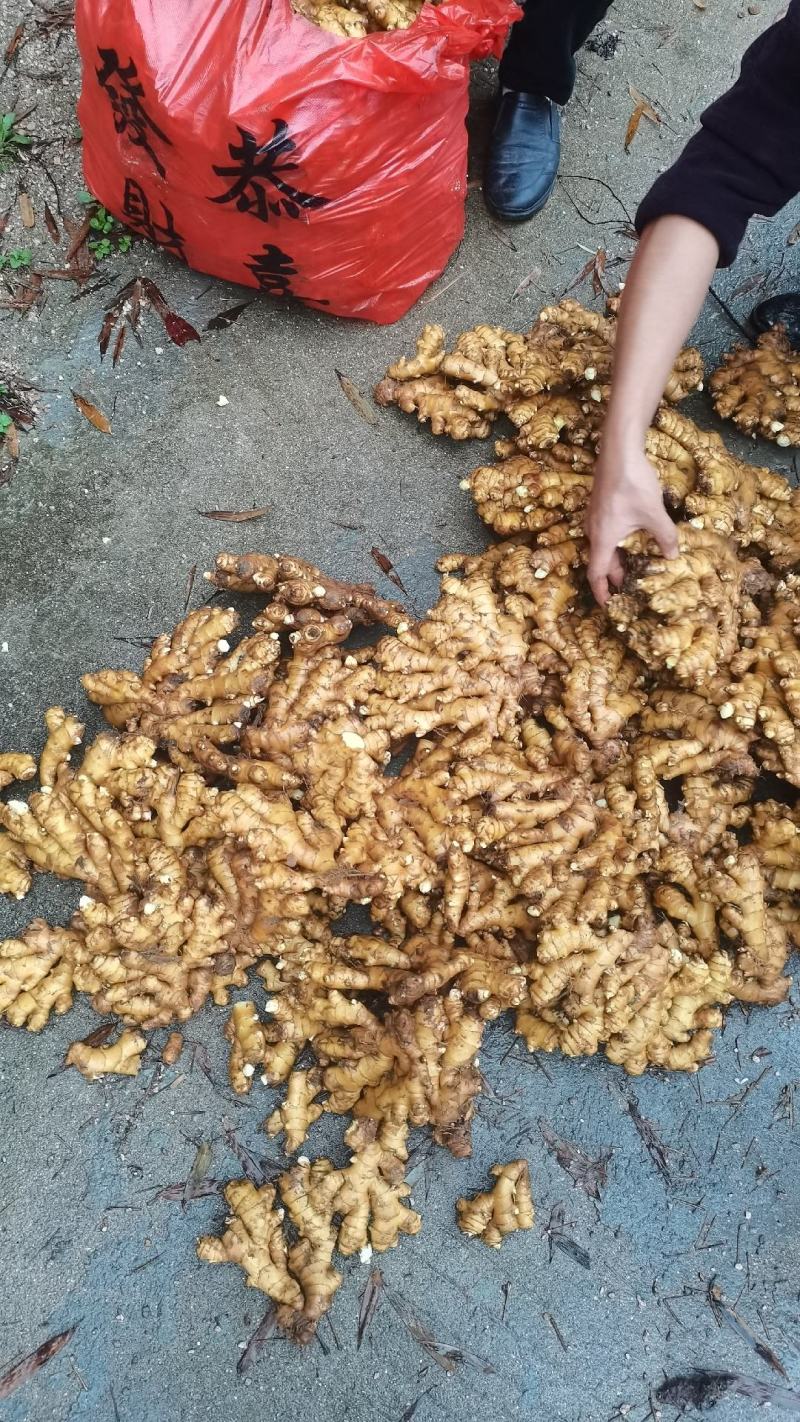 湖南高山姜的品种以小黄姜为主，是小黄姜品种中的佼佼者。