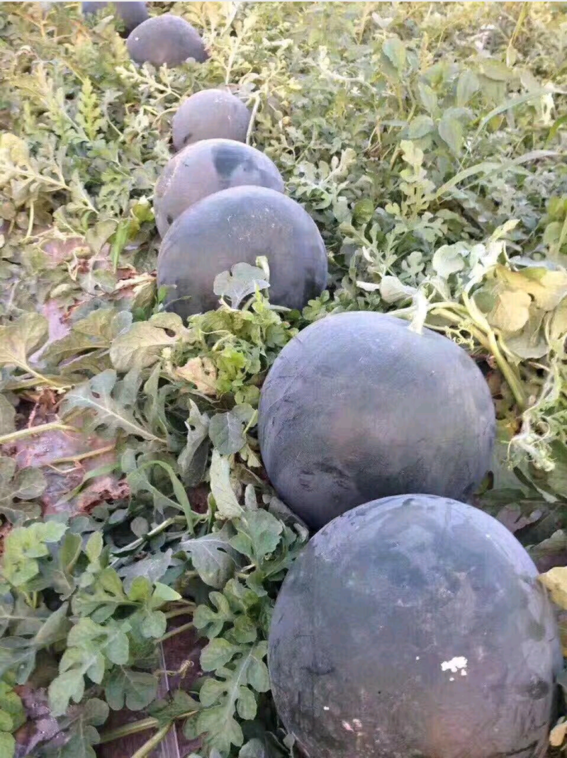 黑虎十号有籽西瓜种耐董茬20公斤抗桔萎病850种