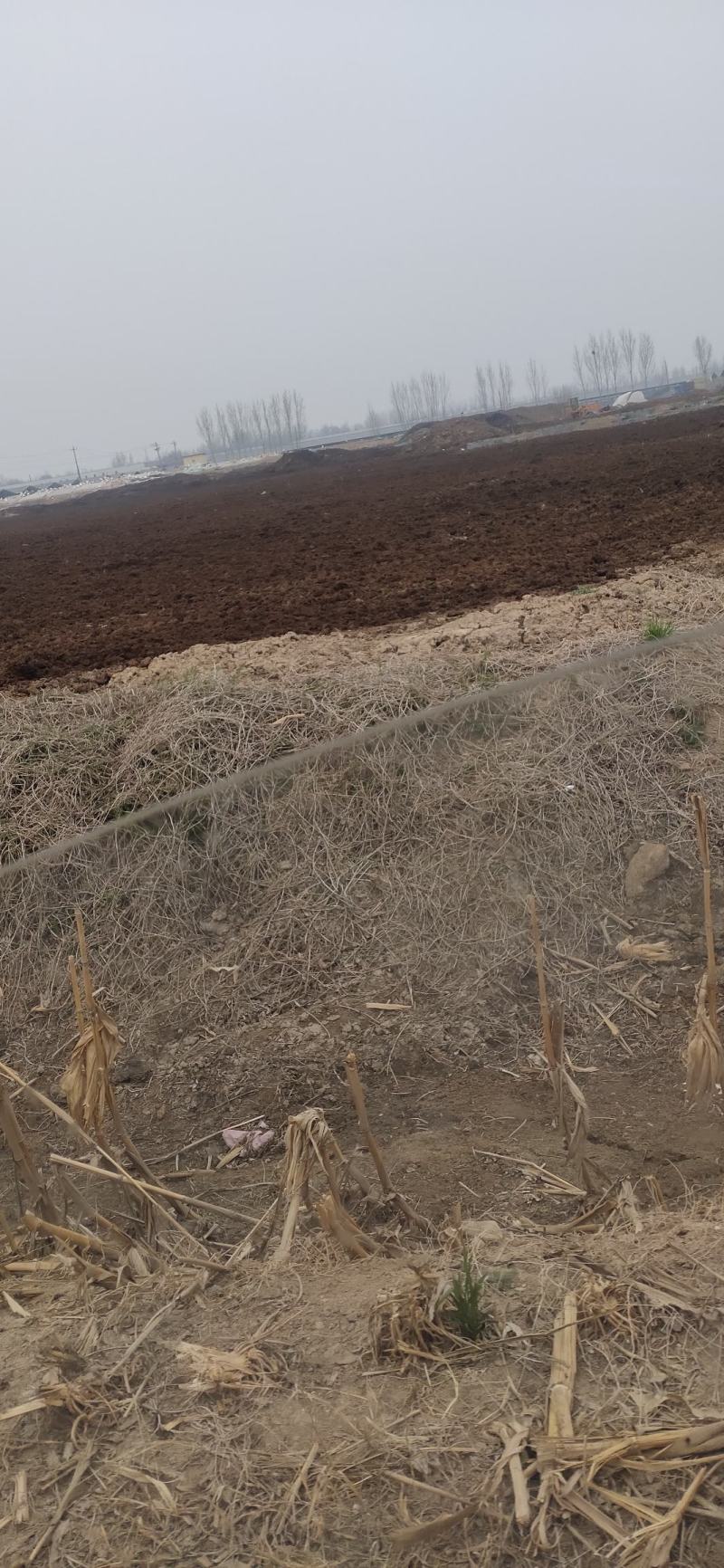 山东省济宁市梁山县大型场地晾晒纯牛粪基地