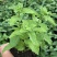种子留兰香薄荷种子可食用香草种子系列种子四季播种多年