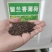 种子留兰香薄荷种子可食用香草种子系列种子四季播种多年