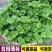 种子留兰香薄荷种子可食用香草种子系列种子四季播种多年