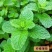 种子留兰香薄荷种子可食用香草种子系列种子四季播种多年
